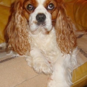 Photo de Cavalier king charles spaniel