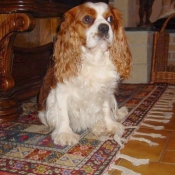 Photo de Cavalier king charles spaniel