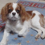 Photo de Cavalier king charles spaniel