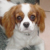 Photo de Cavalier king charles spaniel