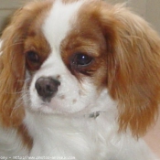 Photo de Cavalier king charles spaniel