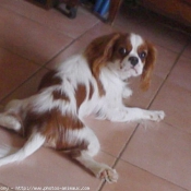 Photo de Cavalier king charles spaniel