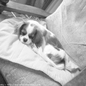 Photo de Cavalier king charles spaniel