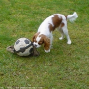 Photo de Cavalier king charles spaniel