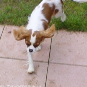 Photo de Cavalier king charles spaniel