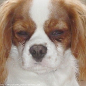 Photo de Cavalier king charles spaniel