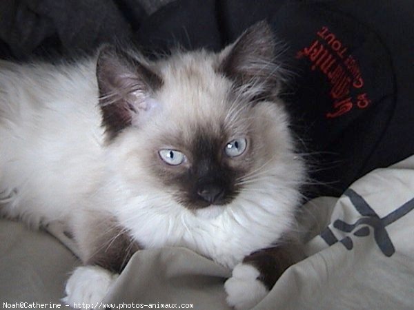 Photo de Ragdoll