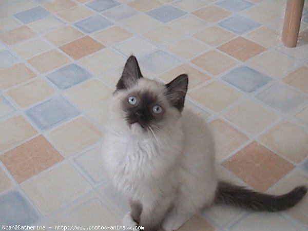 Photo de Ragdoll