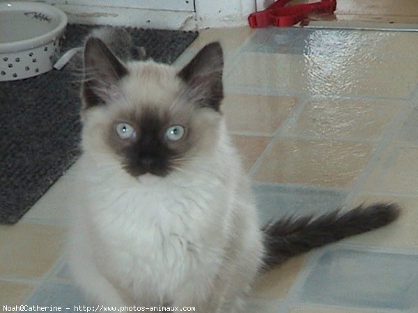 Photo de Ragdoll