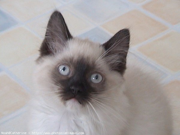 Photo de Ragdoll