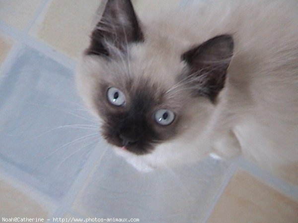 Photo de Ragdoll