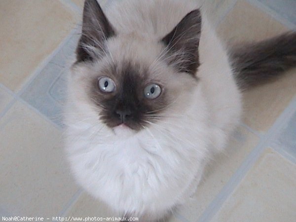 Photo de Ragdoll