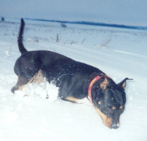 Photo d'American staffordshire terrier