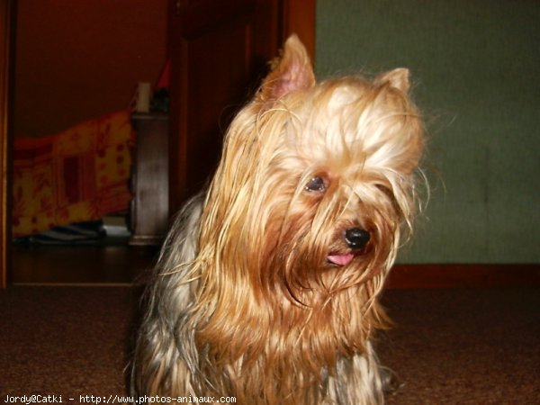 Photo de Yorkshire terrier