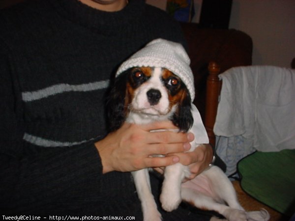 Photo de Cavalier king charles spaniel