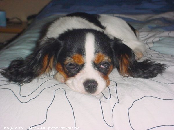 Photo de Cavalier king charles spaniel