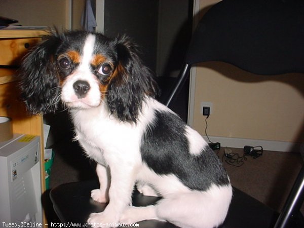 Photo de Cavalier king charles spaniel