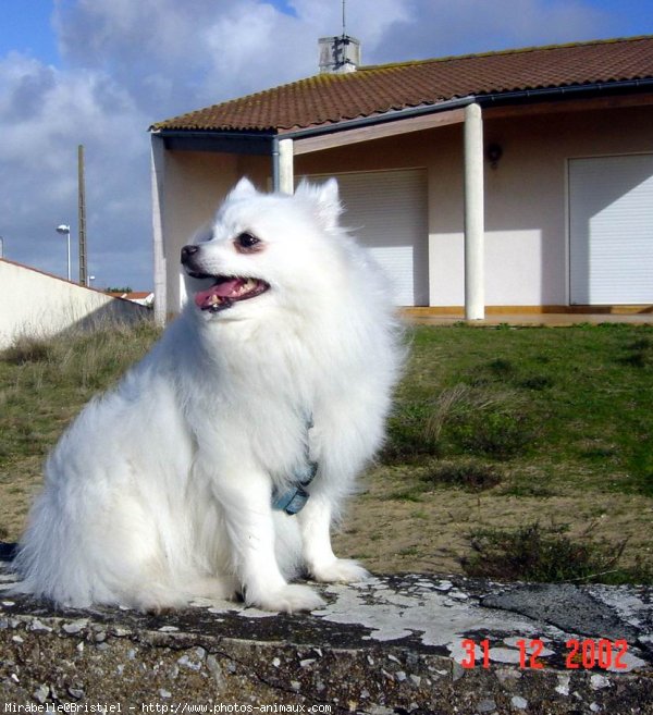 Photo de Spitz moyen