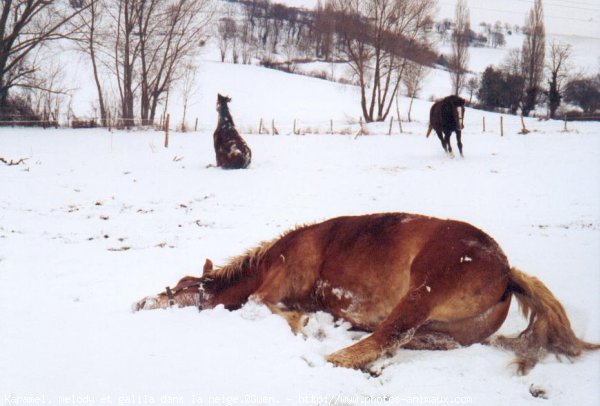 Photo de Races diffrentes