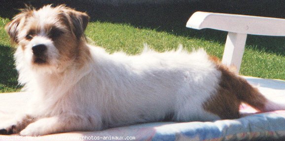 Photo de Jack russell terrier