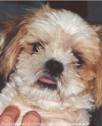 Photo de Shih tzu