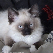 Photo de Ragdoll