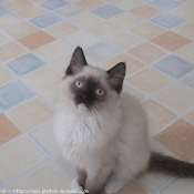 Photo de Ragdoll