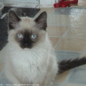 Photo de Ragdoll