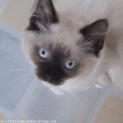 Photo de Ragdoll