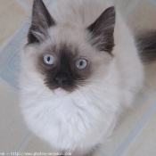 Photo de Ragdoll