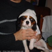 Photo de Cavalier king charles spaniel