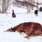 Photo de Races diffrentes