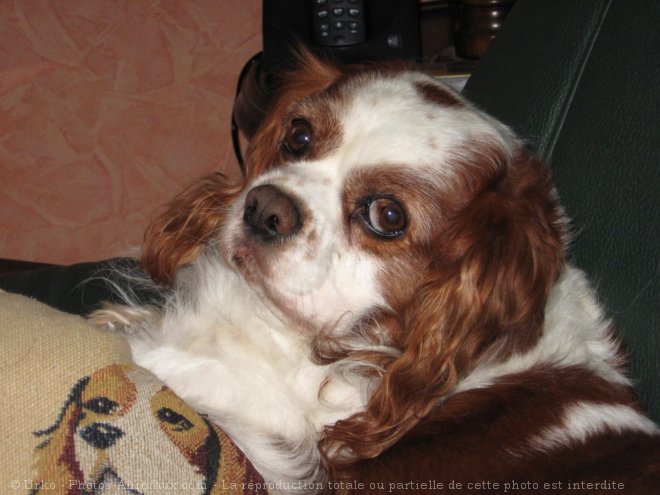 Photo de Cavalier king charles spaniel