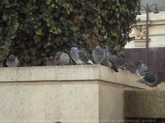 Photo de Pigeon