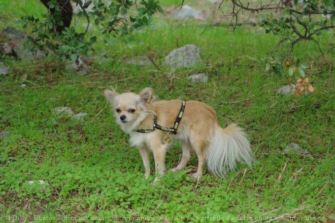 Photo de Chihuahua  poil long