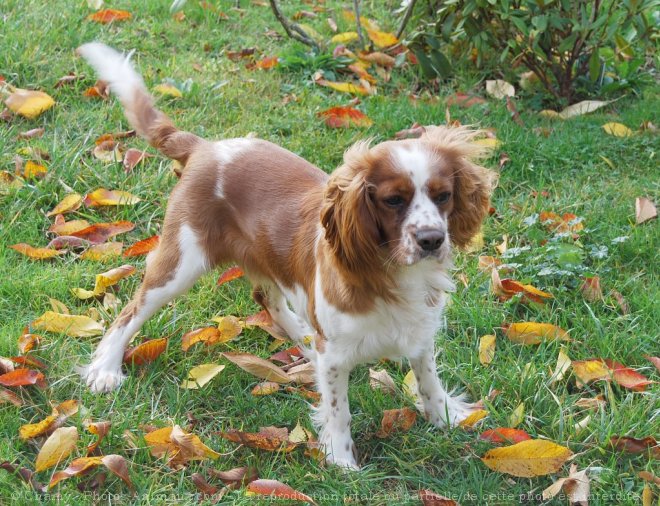 Photo de Cavalier king charles spaniel