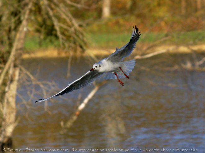 Photo de Mouette