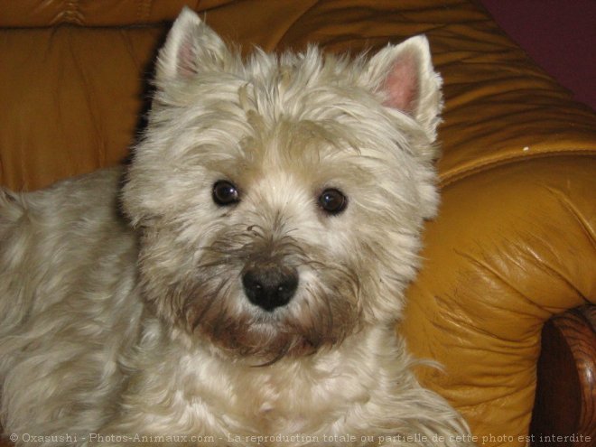 Photo de West highland white terrier