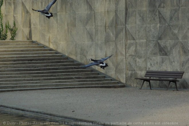 Photo de Canard colvert