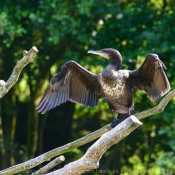 Photo de Grand cormoran