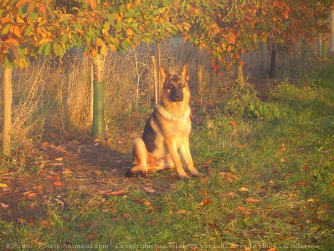 Photo de Berger allemand  poil court