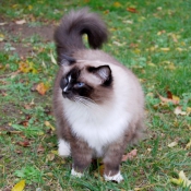 Photo de Ragdoll