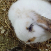 Photo de Lapin