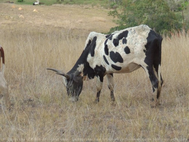 Photo de Vache