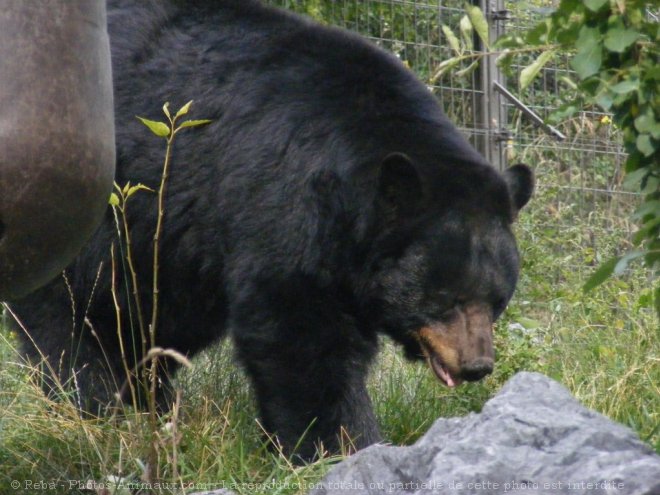 Photo d'Ours