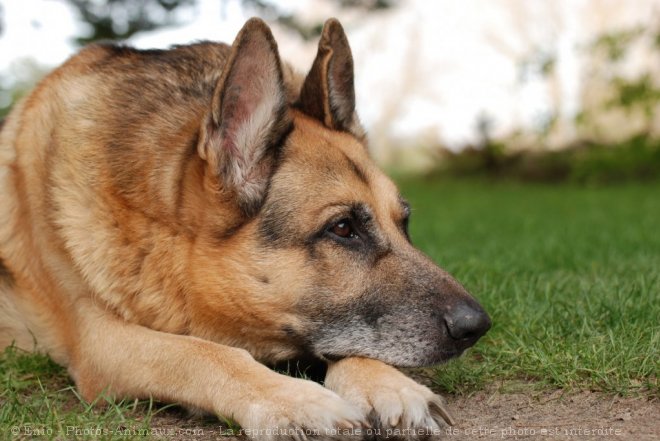 Photo de Berger allemand  poil court