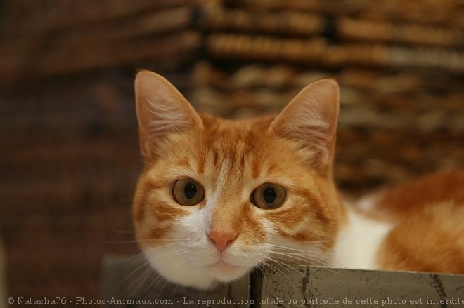 Photo de Chat domestique