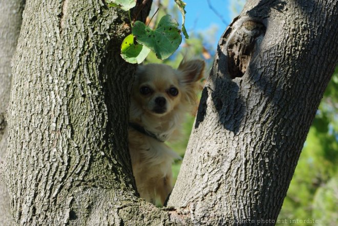 Photo de Chihuahua  poil long