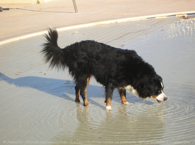 Photo de Bouvier bernois