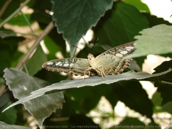 Photo de Papillon